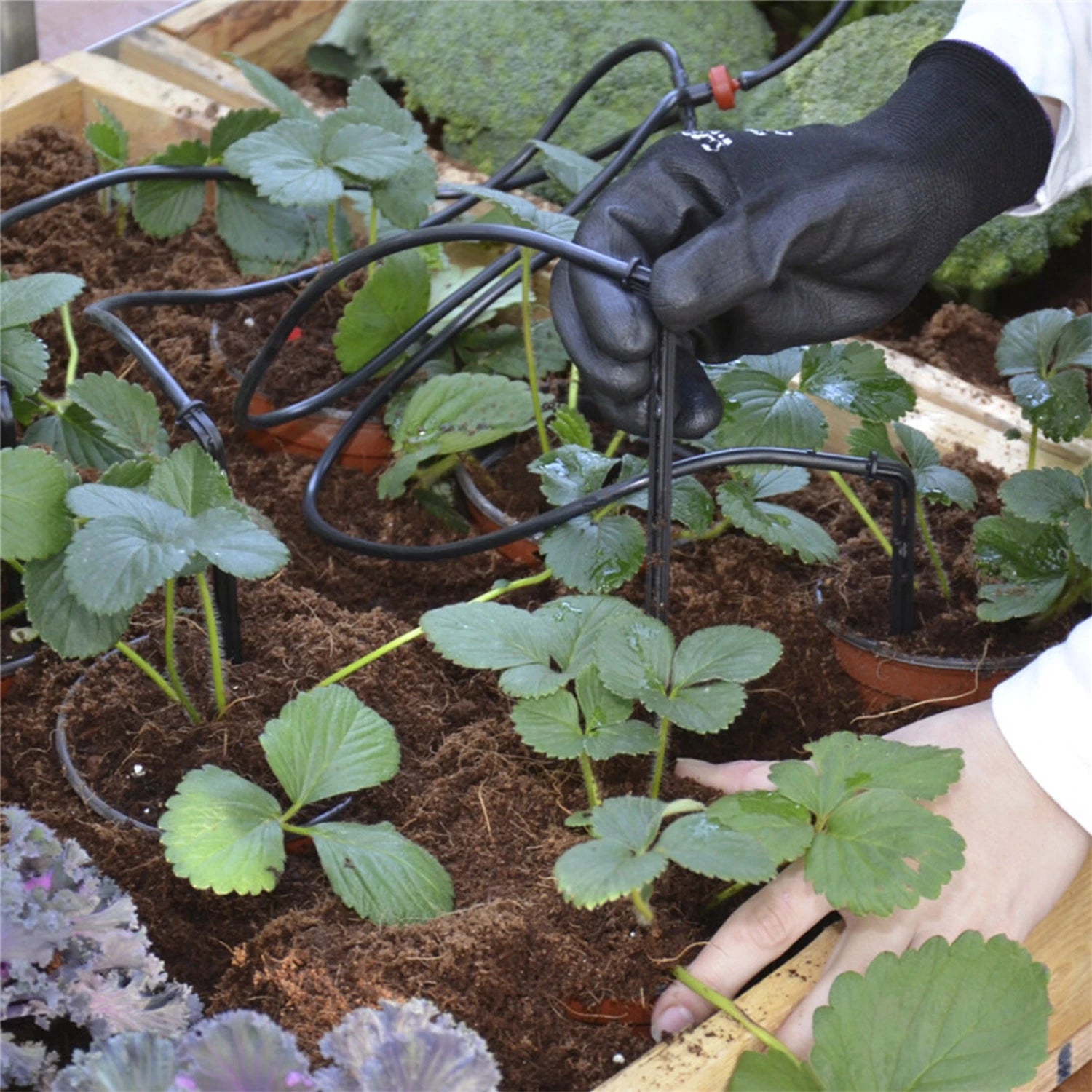 Drip Irrigation Kit for Greenhouse