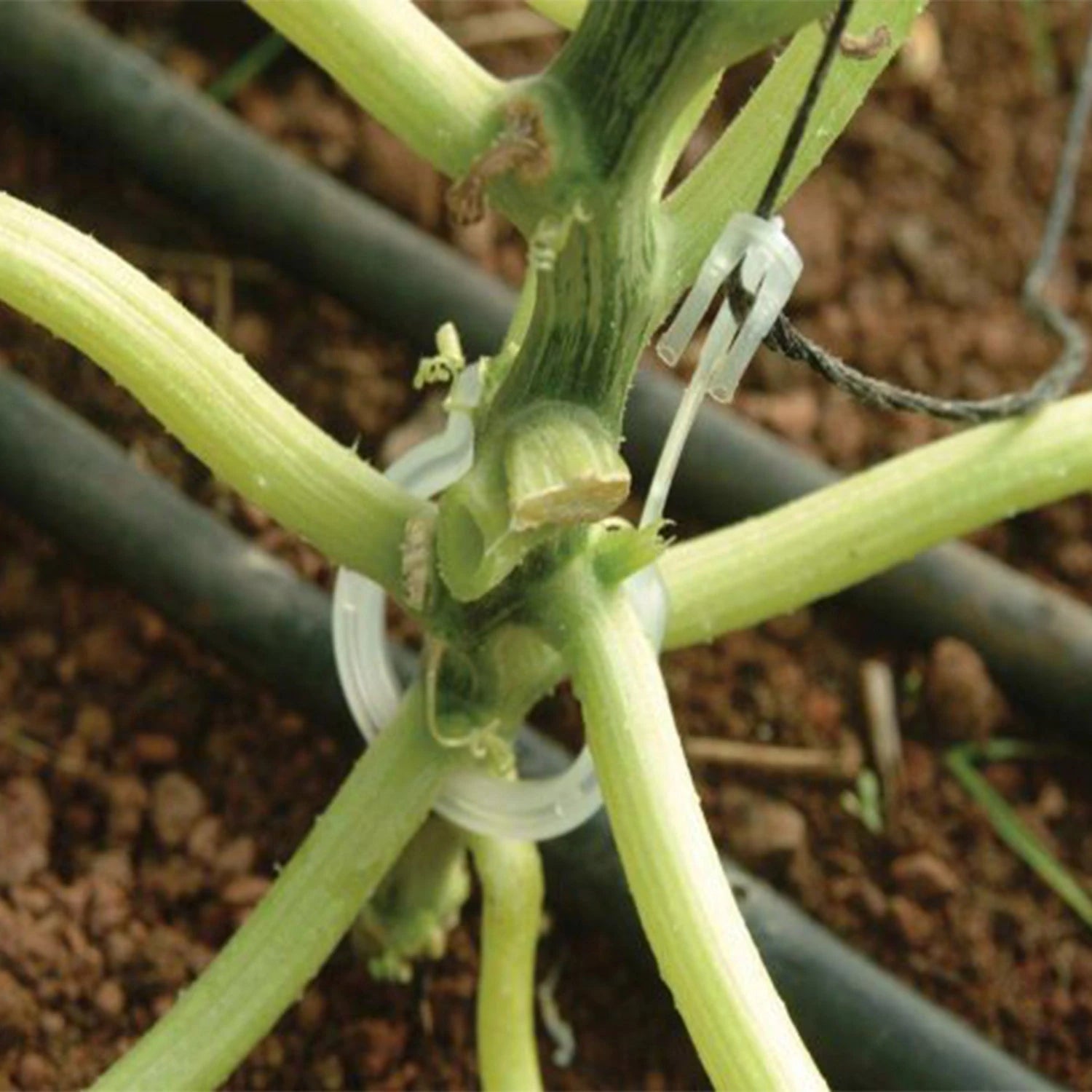 Trellising Kit Pro for Greenhouse